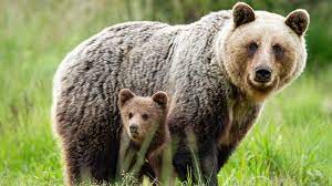 obrázok medveďa